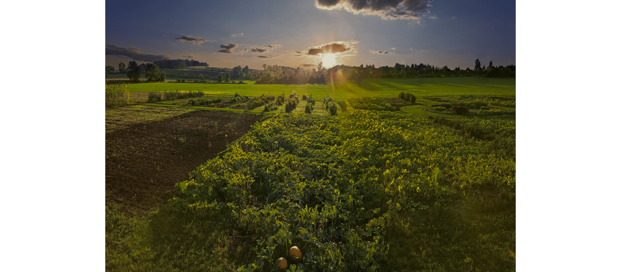 At Sub-Zero, Wolf, and Cove, we aspire to be a leader in both food preservation and the preservation of our planet.